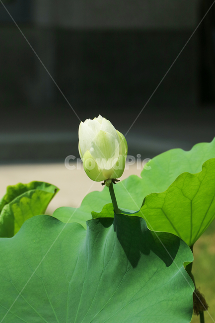 백련,연꽃,수련,꽃,흰꽃,하얀꽃,식물,수생식물,꽃송이,꽃봉오리,잎,잎사귀,계절,여름,자연,식물,자연,plants,nature,꽃,flower