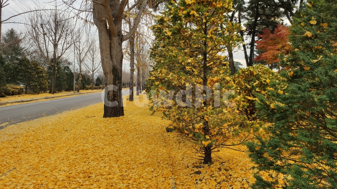 은행나무,은행잎,가로수길,낙옆,노랑잎,tree,나무,plant,식물,가을,계절,fall,autumn,season,식물,자연,plants,nature,나무,trees,wood