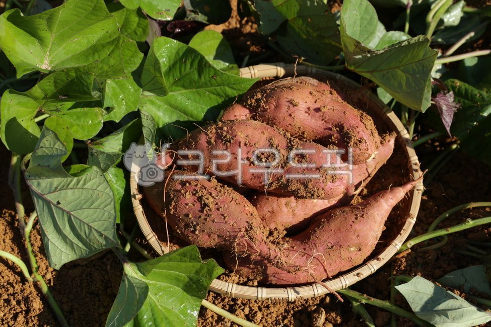 고구마,고구마밭,potato,sweetpotato,흙,soil