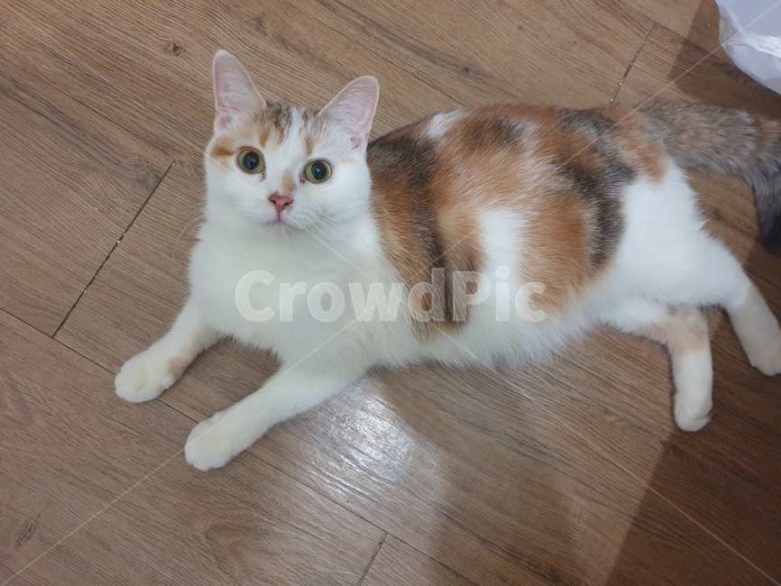 임산묘,임신한고양이,고양이,스코티쉬스트레이트,고양이임신