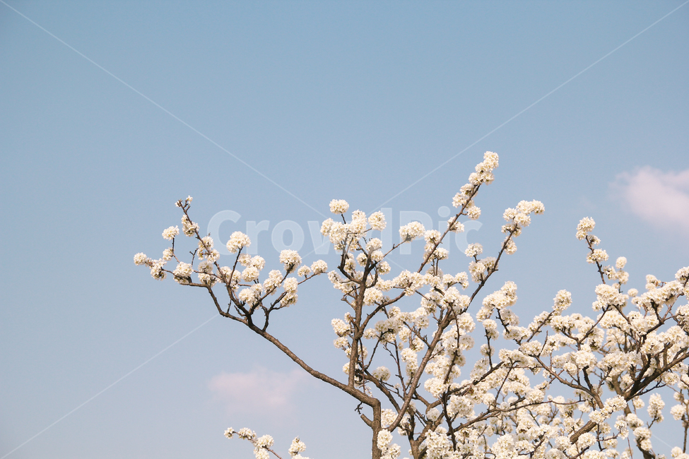 봄,벚꽃,하늘,자연,꽃,감성사진,봄,계절,spring,season,식물,자연,plants,nature,꽃,flower,감성,sensible,feeling,plant