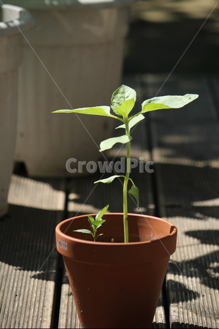 식물,풀,모종,화분,봄,햇살,햇빛,피어나다,봄,계절,spring,season,식물,자연,plants,nature