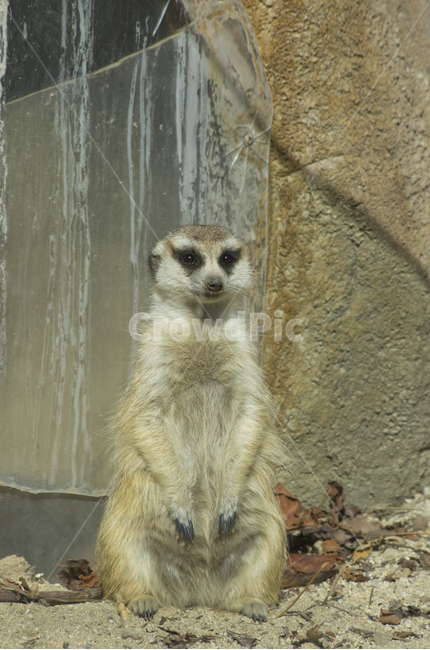 미어캣,동물,동물원,포유류,사막,동물,animal,포유류,mammal