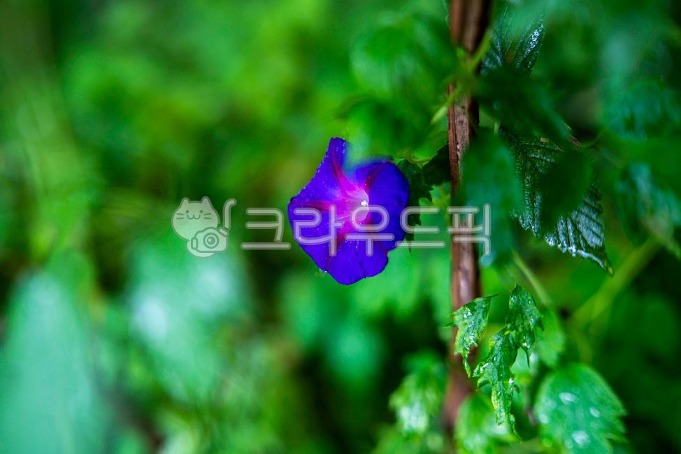 morning glory,rainy,green,flower