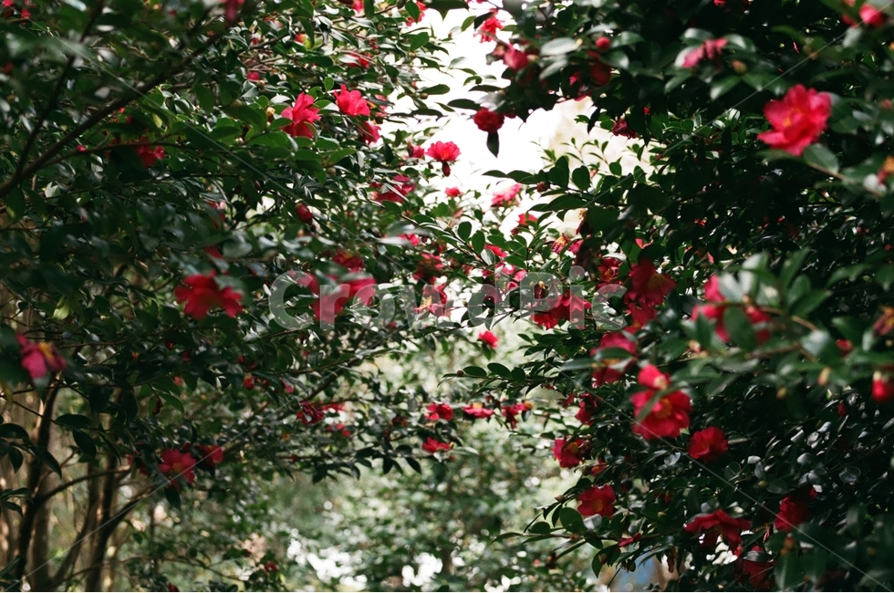 제주도,동백꽃,겨울,겨울제주,겨울동백,필름사진,감성,식물,자연,plants,nature,꽃,flower,감성,sensible,feeling