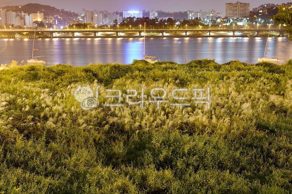밤,야경,한강시민공원,한강,나무,도시풍경,도시,도시야경,갈대,여름밤
