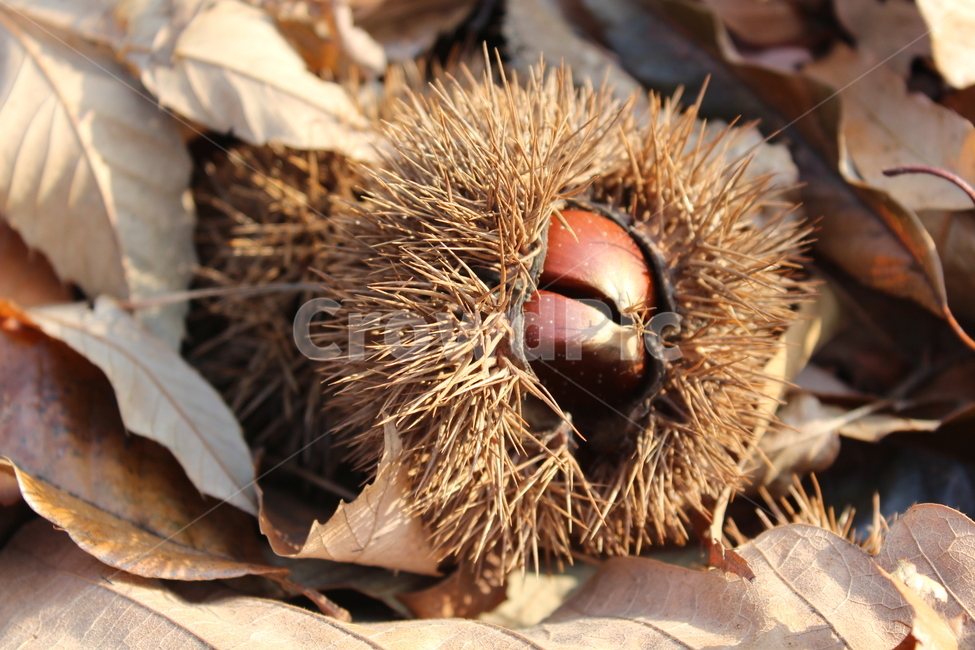 plant,식물,food,nut,너트