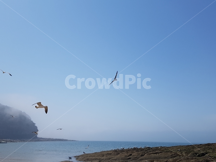 갈매기,하늘,바다,해변,부안,동물,animal,조류,새,birds