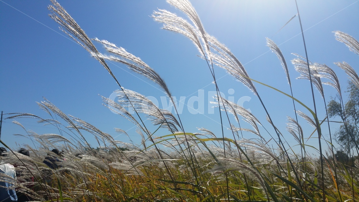 갈대,가을하늘,바람,식물,갈대숲,가을,계절,fall,autumn,season,grass,잔디,plant,lawn