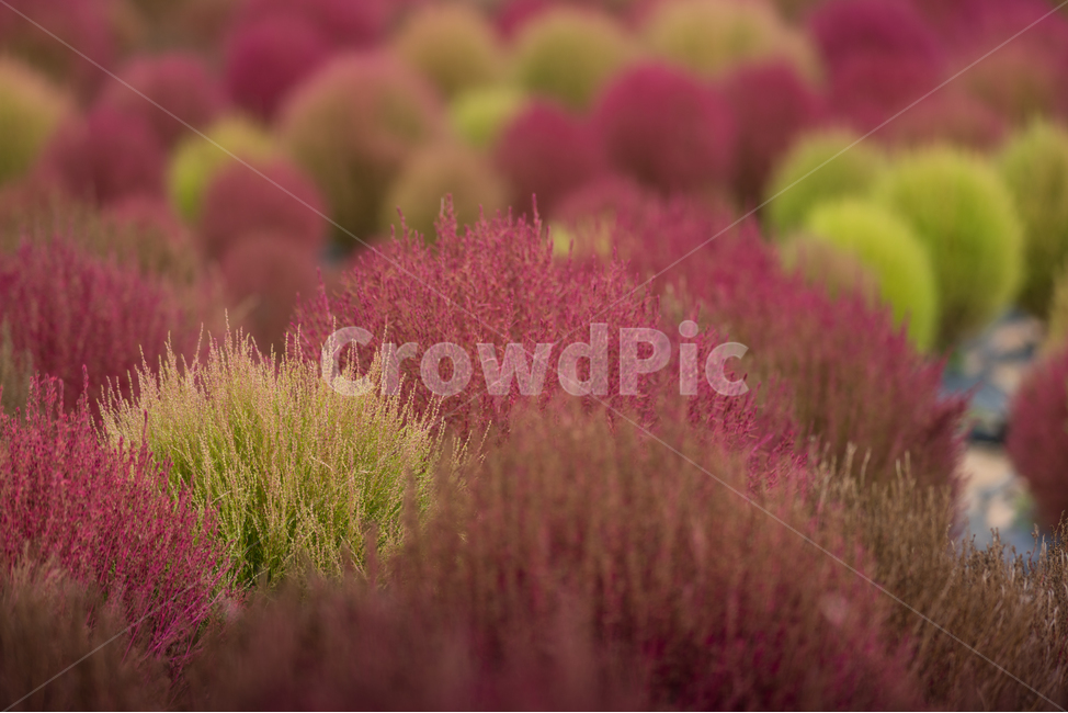 코키아,댑싸리,kochia,fall,autumn,가을식물,식물,나리공원,자연,식물,자연,plants,nature