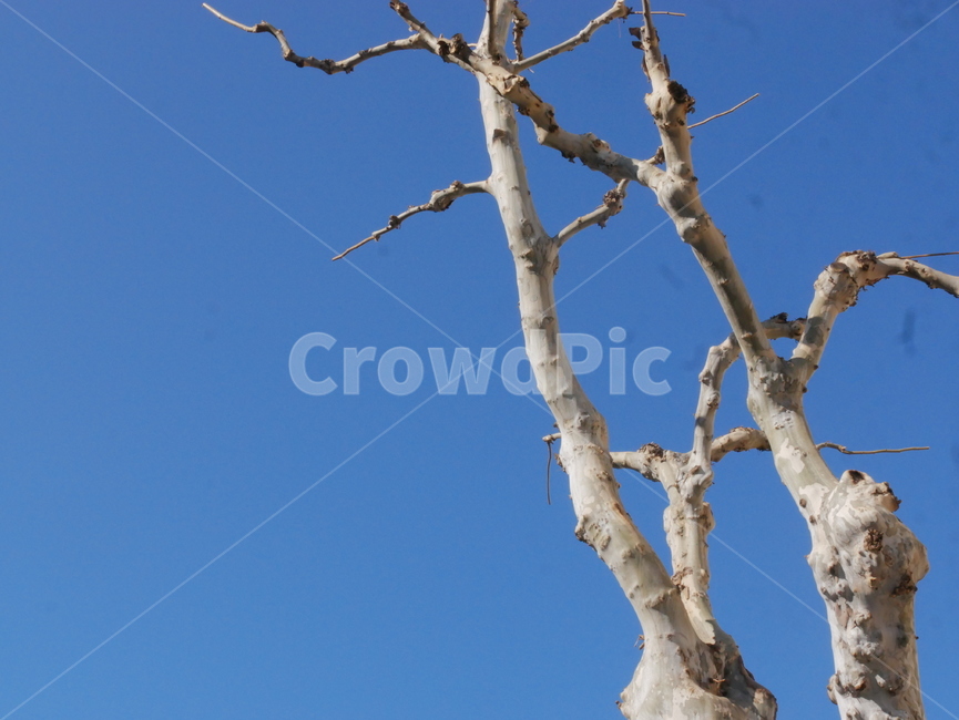 tree,푸른하늘,하늘,나무,하얀나무