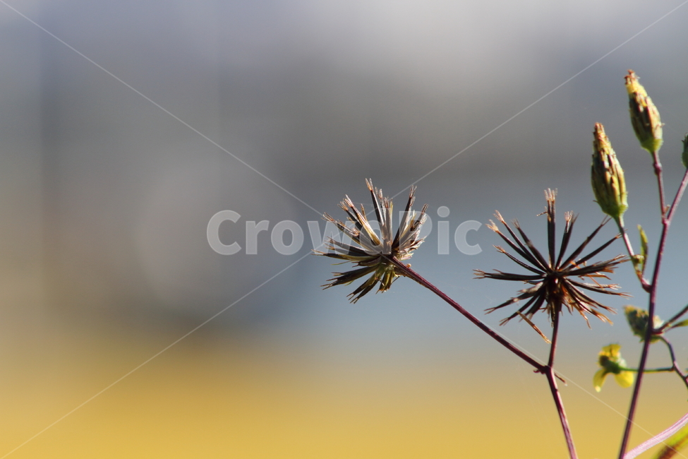 도깨비바늘,식물,잡초,씨앗,spanishneedles,식물,자연,plants,nature