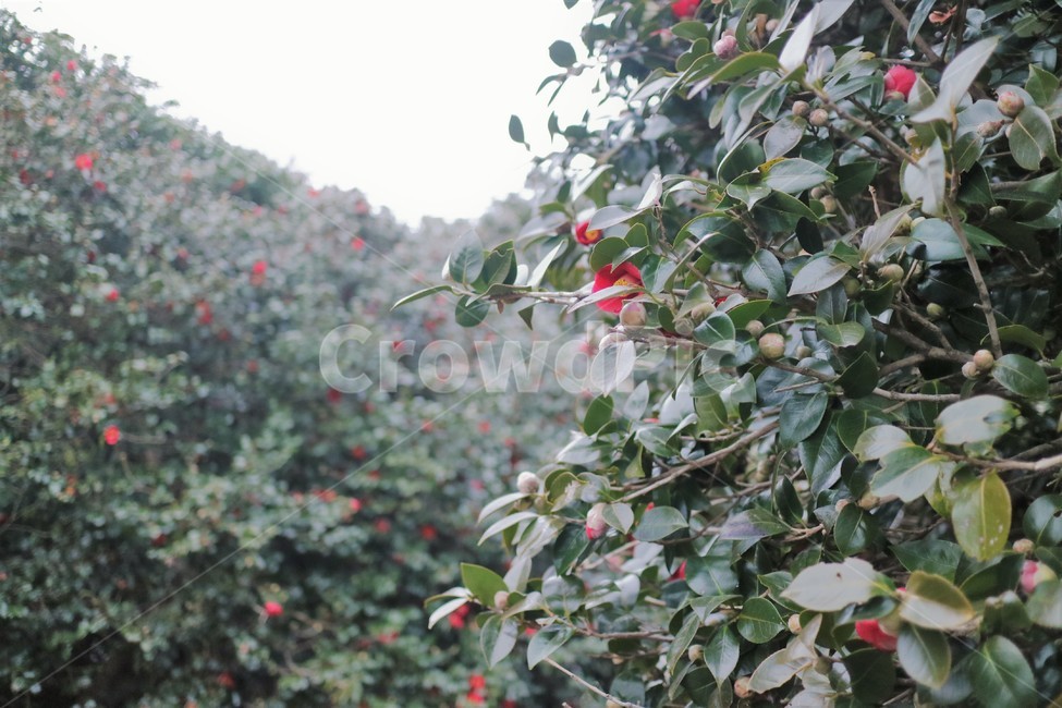 식물,flower,nature,동백꽃,꽃,여수,여수동백꽃,오동도,여수오동도,아름다움,청량,감성,배경화면,plant,동백,자연,동백꽃필무렵
