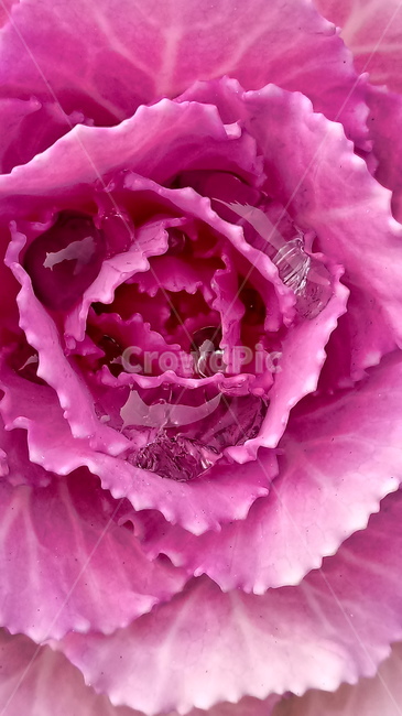 plant,식물,꽃,flower,배경,바탕,화대,접사,closeup,바탕화면,배경화면,background,red,pink,wine,color,식물,자연,plants,nature,꽃,flower
