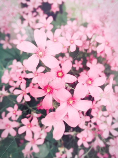 꽃,야생화,자연,분홍,봄,pink,flower,분홍꽃,spring,식물