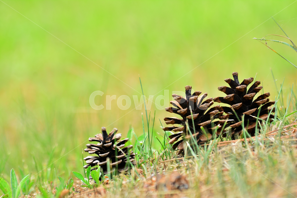 솔방울,열매,소나무,나무열매,씨앗,식물,파인트리,pinecone,땅,대지,바닥,지면,솔잎,결실,바탕,배경,백그라운드,outdoor,seed,패턴,plant,땅바닥,야외,옥외,자연,natural,가을,계절,fall,autumn,season,과일,열매,fruit