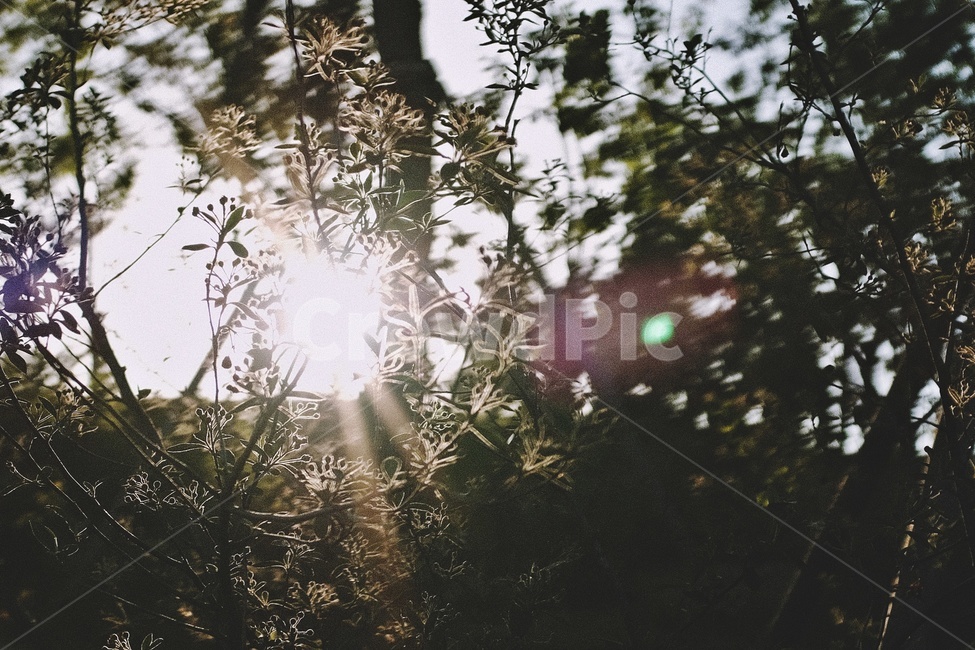 햇빛,플레어,바람,나무,풀,sunlight,wind,tree,식물,자연,plants,nature,휴식,힐링,rest,relaxation,healing