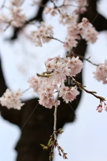 봄,벚꽃,나무,화사한,핑크,식물,자연,plants,nature,꽃,flower