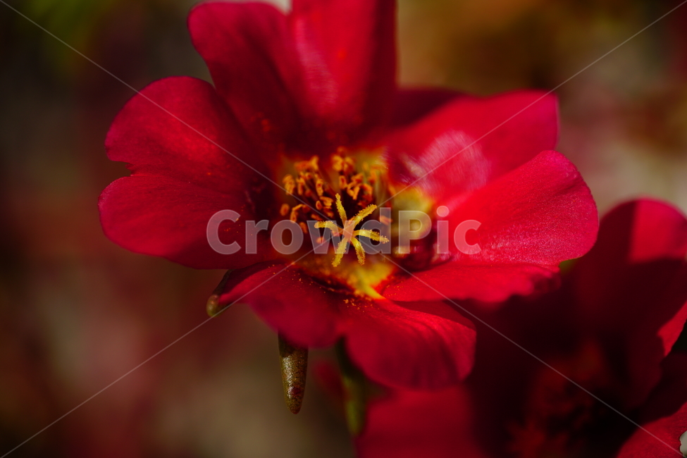 채송화,꽃,꽃밭,화단,가을,가을꽃,플라워,flower,식물,plants,자연,nature,fall,autumn,10월,october,portulacagrandiflora,rosemoss,접사,클로즈업,closeup,식물,자연,plants,nature,꽃,flower