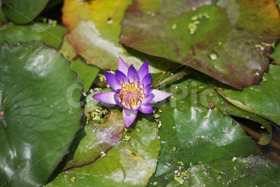 수국,연꽃,꽃,lotus,flower,여름꽃,여름,계절,식물,자연,화단,summer,summerflower,season,seasonflower,plant,floral,flora,blossom,leaf,garden,natural,nature,beauty,beautiful,green,식물,자연,plants,nature,꽃,flower
