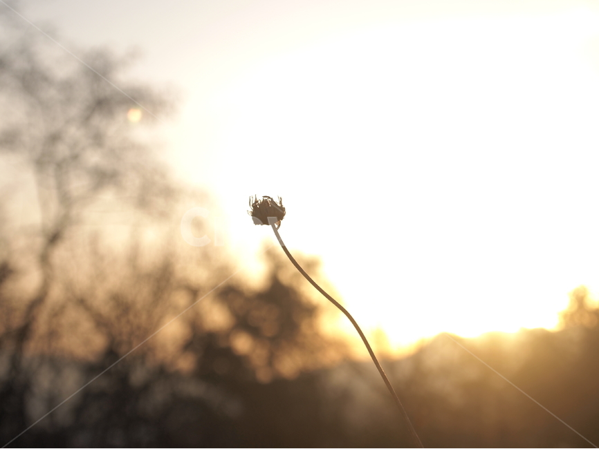 빛,식물,자연,아침,lights,plants,nature,morning,식물,자연,plants,nature