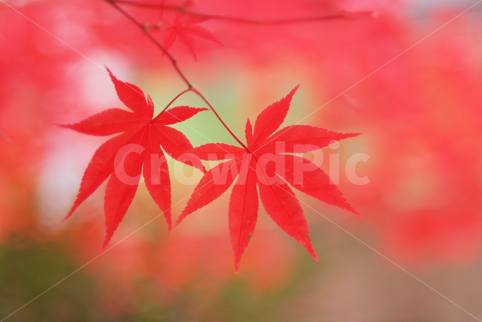 가을,단풍,붉은단풍,가을풍경,단풍잎,autumn,mapleleaf,가을,계절,fall,autumn,season,식물,자연,plants,nature,감성,sensible,feeling,색깔,색상,색채,색감,color sense,color sensitivity,feeling of color,leaf,잎,plant,tree,나무
