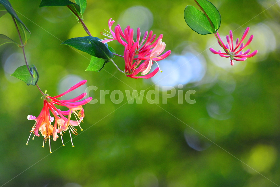 horticultural species,pretty,flowers,pink,green,leaf,flower,beautiful,honeysuckle,Dark pink,red seal,leaves,flower bud,plant,tree flower,stamen