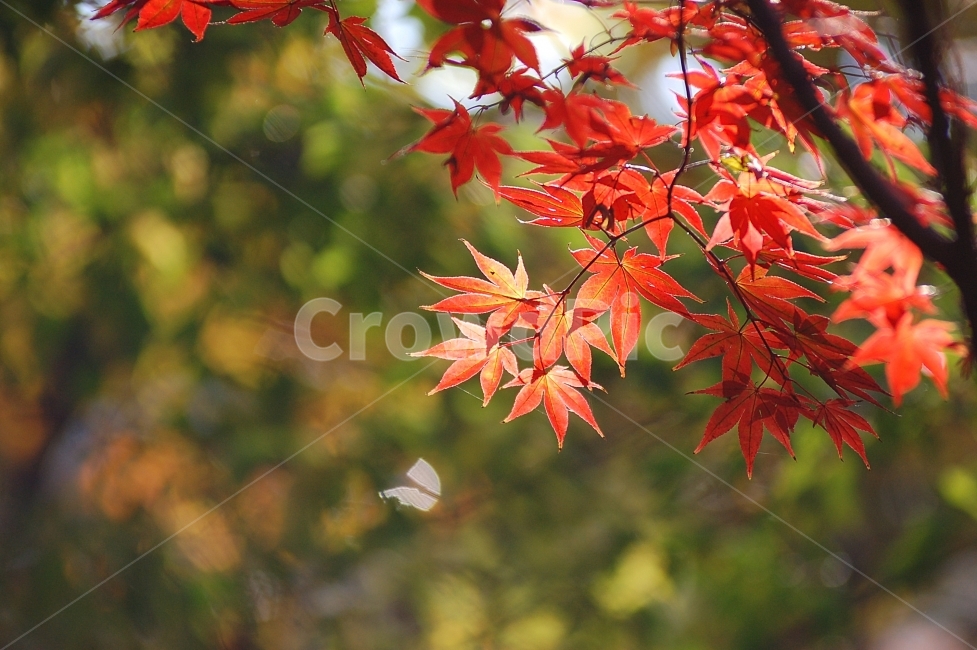 단풍,단풍잎,가을,빨강,화려함,Colorful,Autumn,계절,season,가을,계절,fall,autumn,season,식물,자연,plants,nature,leaf,잎,plant,tree,나무