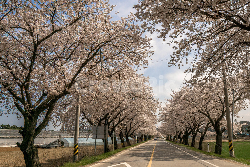벚꽃,봄,따뜻함,벚꽃나무,맹방벚꽃축제,자연,풍경,nature,landscape,plant,식물,asphalt,아스팔트,flower,꽃,blossom