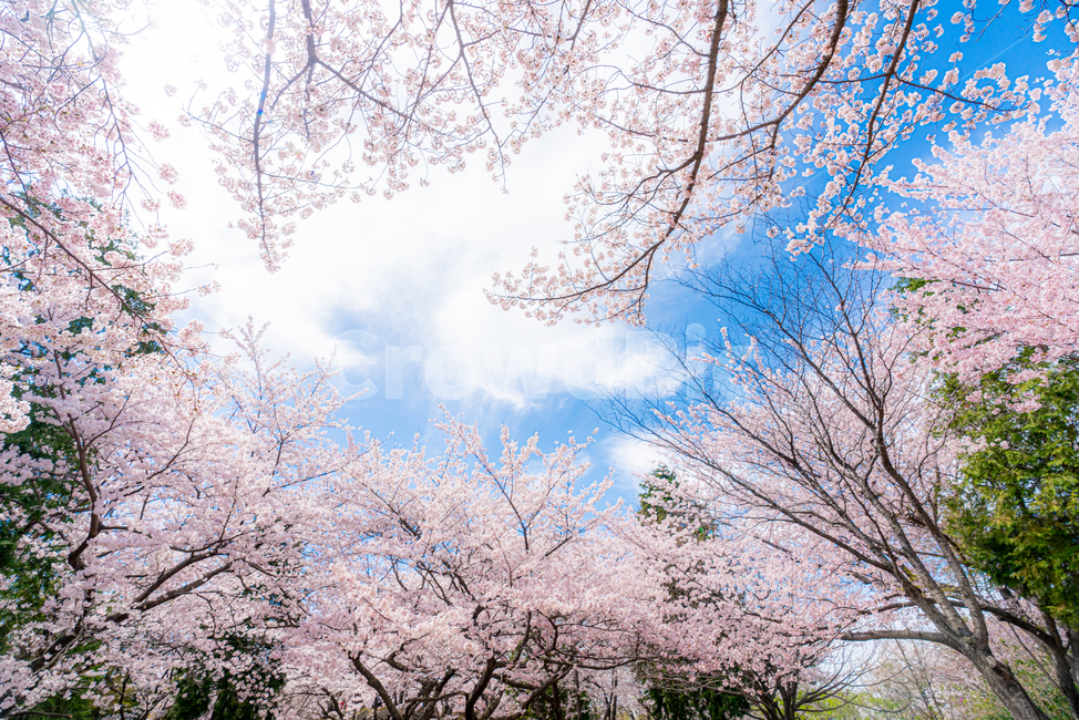 cherryblossom,cherry,background,season,pink,natural,nature,blossom,plant,beautiful,flower,spring,tree,bloom,fullbloom,벚꽃,버찌,벚나무,배경,벚꽃시즌,분홍,핑크,자연,식물,아름다움,꽃,봄,나무,만개,clear,fine,sky,skybackground,soft,청명한,하늘,하늘배경,봄,계절,spring,season