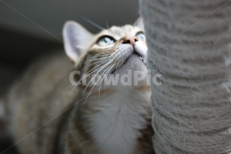 동물,고양이,반려동물,애완동물,반려묘,cat,pet,animal,kitten,길고양이,집사,코리안숏헤어,코숏,동물,animal,고양이,cat,kitten,kitty