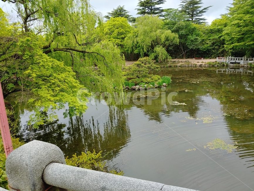 경주,자연,호수,나무,식물,사찰