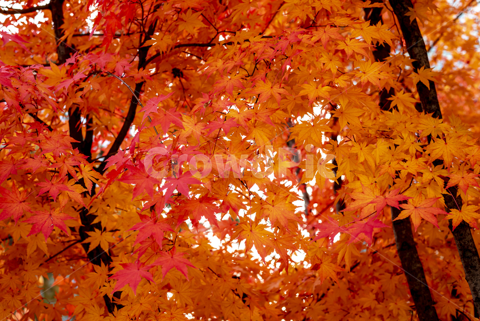 가을,배경,단풍나무,붉은,빨강,plant,식물,leaf,잎,tree,나무,maple,단풍,가을,계절,fall,autumn,season