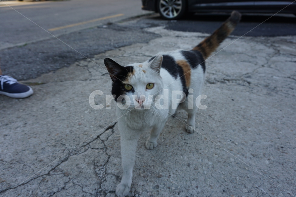 길고양이,고양이,길냥이,뒷골목,골목,도시,일상,분위기,감성,동물,동물,animal,포유류,mammal,고양이,cat,kitten,kitty