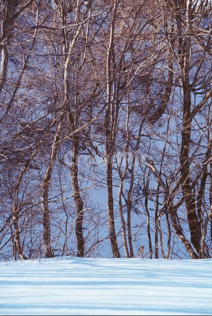 눈,눈밭,겨울,겨울나무,겨울숲,winter,snow,tree,겨울산,겨울,계절,winter,season,자연,풍경,nature,landscape