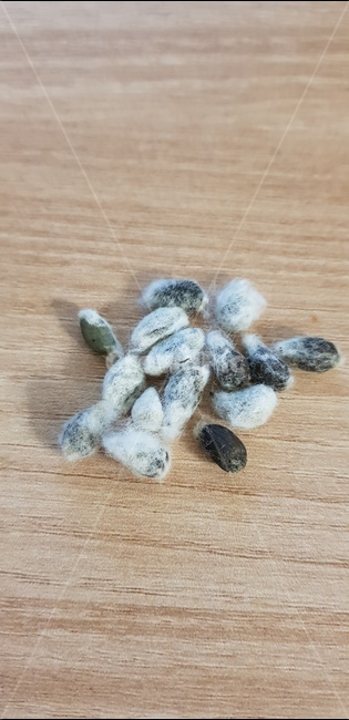 목화,목화씨,목화씨털,목화발아,식물,cottonplant