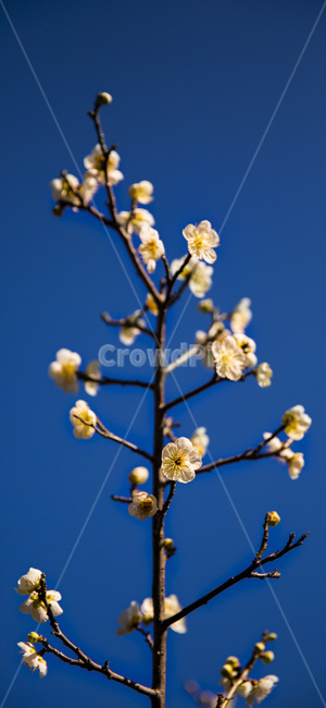 가을,겨울,감성사진,식물,꽃,식물,자연,plants,nature,꽃,flower