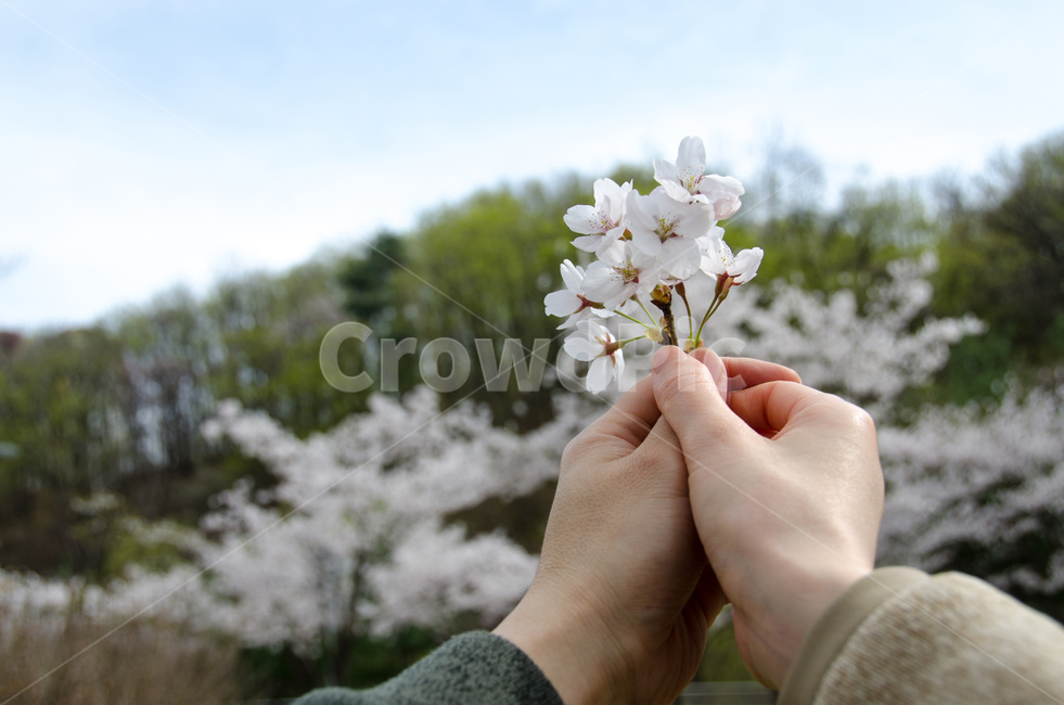 봄,커플,손,벚꽃,사랑,하늘,시즌,꽃잎,개화,분기,나무,배경,녹색,아름다움,아름다운,꽃,자연,여자,남자,계절,컨셉,산,봄,계절,spring,season,꽃,flower,plant,식물