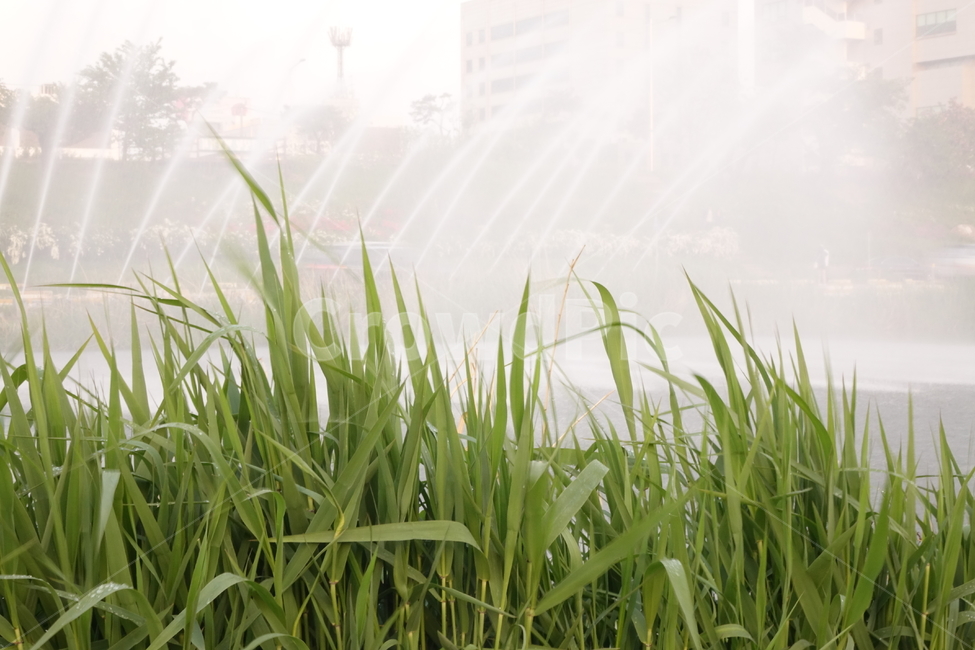 grass,잔디,plant,식물,water,물,풀잎