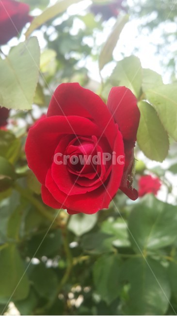 장미꽃,장미,꽃,꽃말,여름,붉은장미,열정,장미가시,사랑,roseflower,redflower,flower,love,rose,식물,감성,햇살,식물,자연,plants,nature,꽃,flower