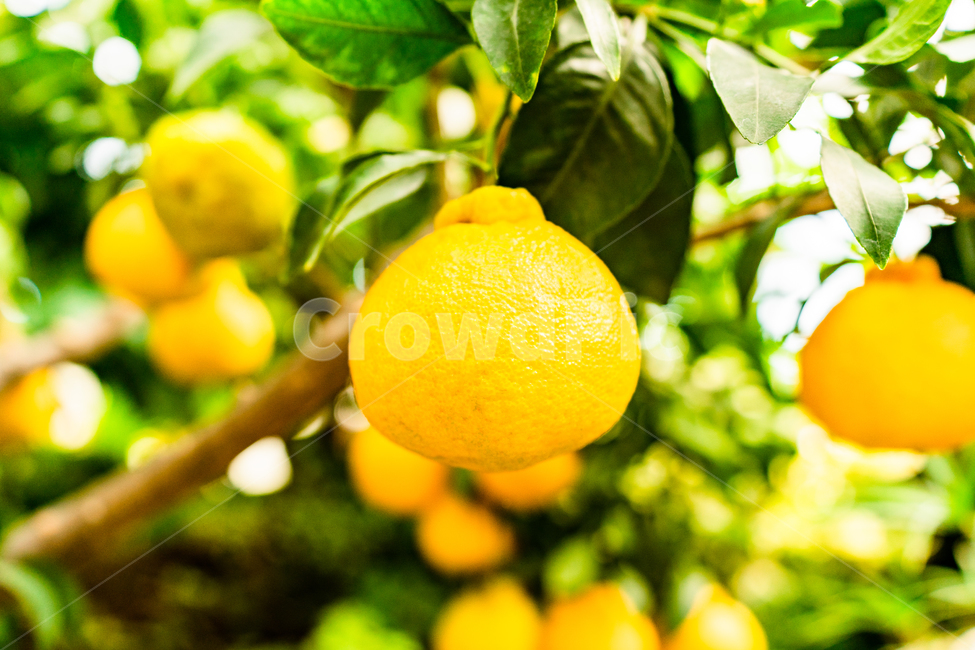 fruit,과일,food,음식,plant,식물,citrusfruit,감귤류과일,orange,주황색,한라봉,hallabong,과일,열매,fruit