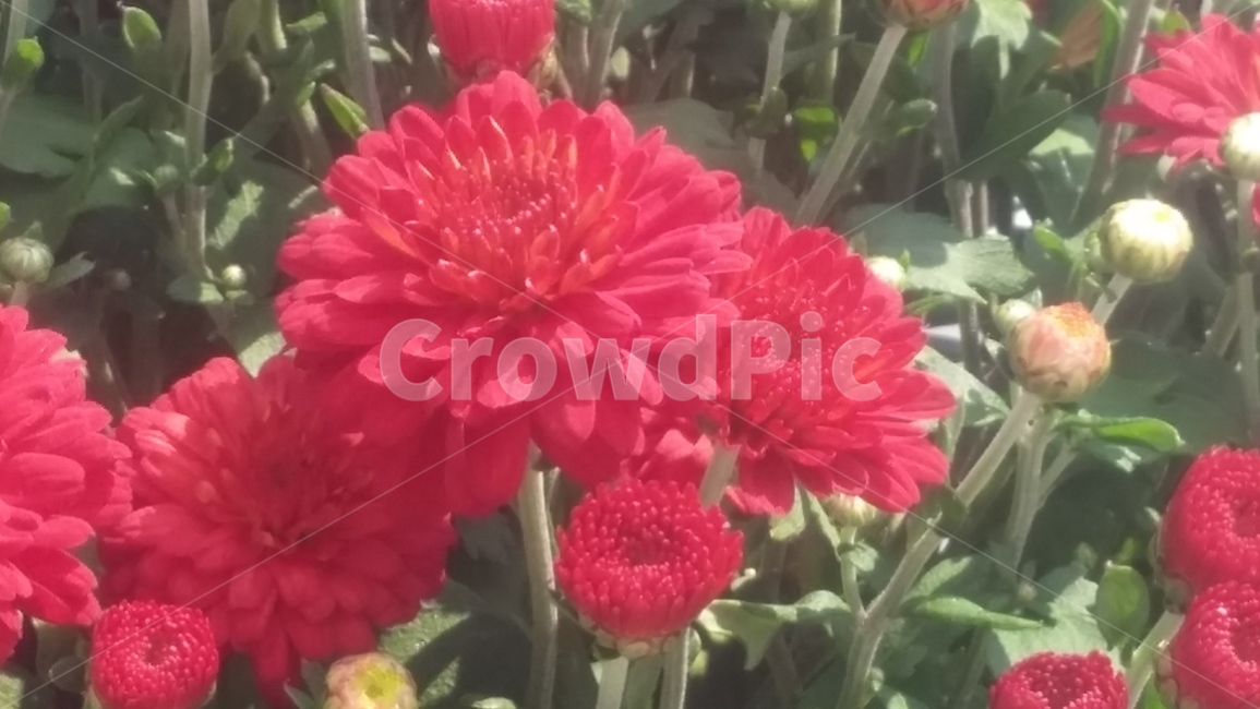 꽃,flower,자연,식물,blossom,풀,식물,자연,plants,nature,꽃,flower