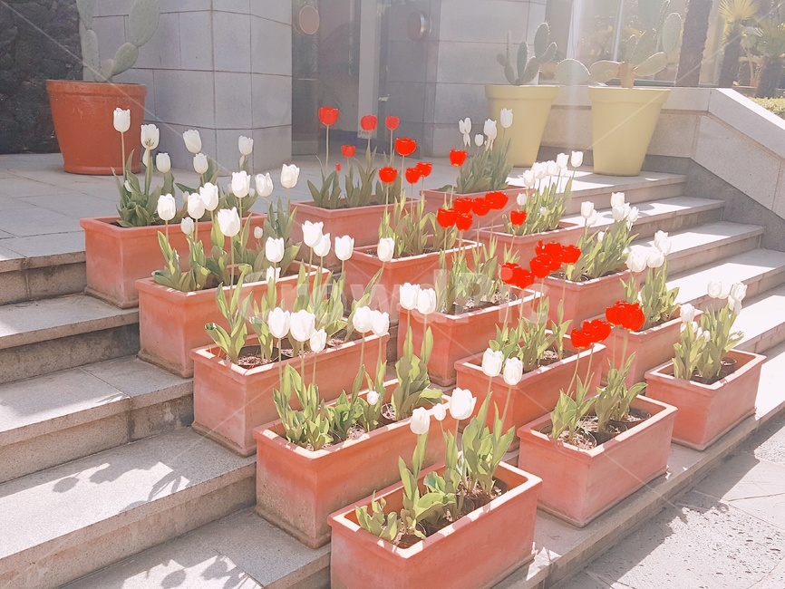 꽃,튤립,화분,tulip,식물,flower,빨간튤립,하얀튤립,식물,자연,plants,nature,꽃,flower