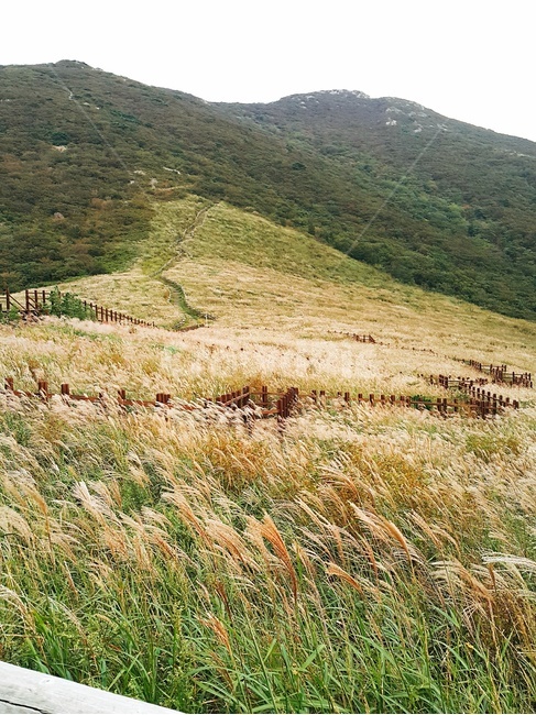 갈대밭,갈대,가을,산책로,등산,산,풍경,배경사진,가을,계절,fall,autumn,season,자연,풍경,nature,landscape,outdoors,옥외,hill,언덕,grass,잔디,plant,식물