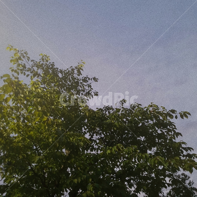 나무,하늘,저녁,빛,tree,sky