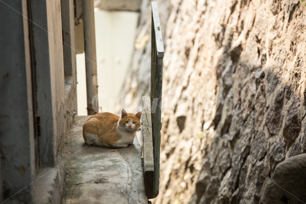 고양이,동물,animal,골목,벽,wall,동물,animal,포유류,mammal,고양이,cat,kitten,kitty