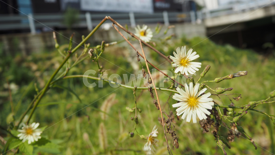 야생화,꽃,데이지,wildflower,flower,daisy,blossom,식물,식물,자연,plants,nature,꽃,flower
