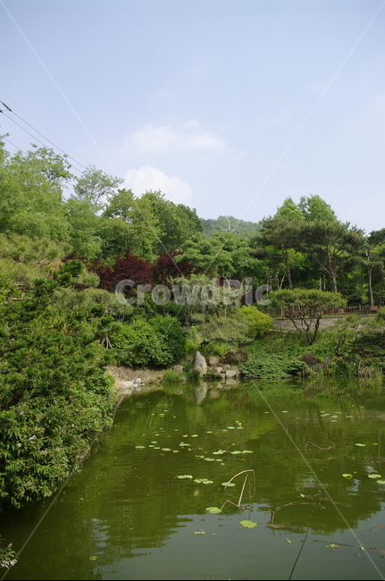 초록,나무,잎,식물,plant,계절,수생식물,연못,하늘,구름,자연,풍경,nature,landscape,water,물,outdoors,옥외,land,땅