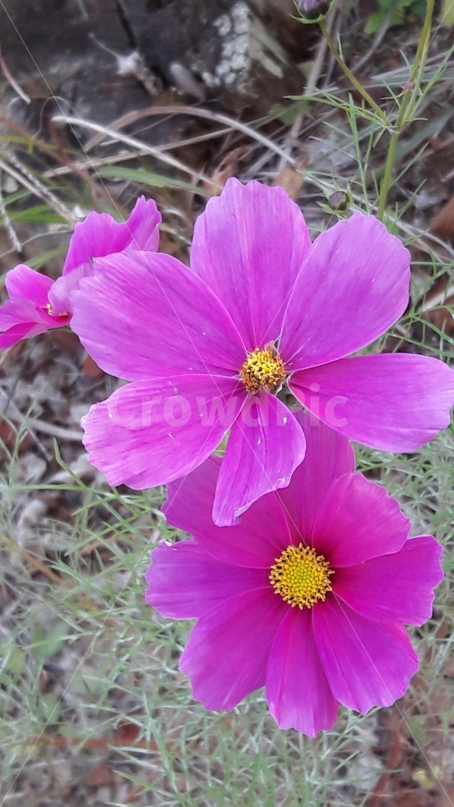 꽃,분홍,늦가을,코스모스,수목원,식물,자연,plants,nature,꽃,flower