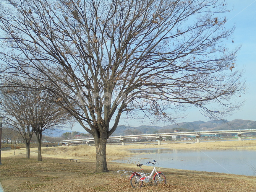자연,자연물,하늘,구름,풀,땅,햇빛,흙,nature,tree,sky,sun,나뭇가지,공기,air,자연,풍경,nature,landscape,plant,식물,나무,tree trunk,나무 줄기,bike,자전거,vehicle,차량,transportation,교통,bicycle